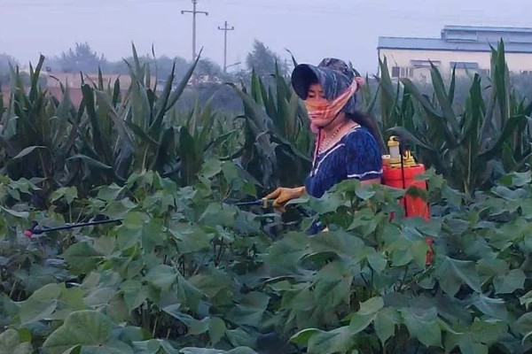 硼肥的施加时间，作为追肥时在开花前喷施为佳