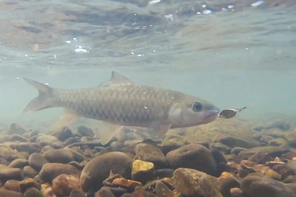 军鱼的垂钓时间，春秋季节是最佳时期