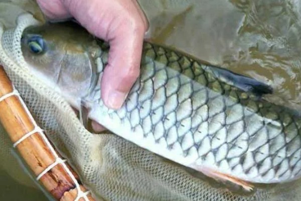 军鱼的垂钓时间，春秋季节是最佳时期