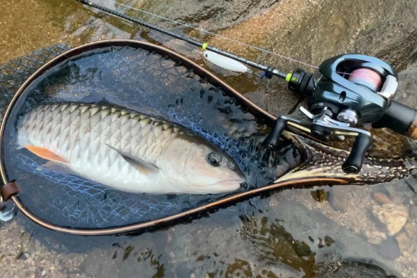 军鱼的垂钓时间，春秋季节是最佳时期