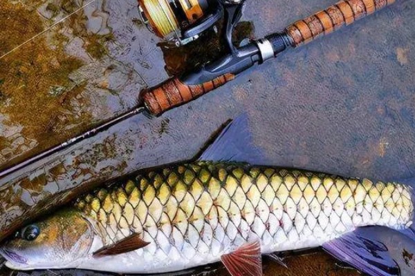 军鱼的垂钓时间，春秋季节是最佳时期