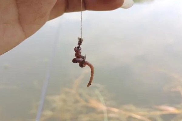 军鱼的垂钓时间，春秋季节是最佳时期