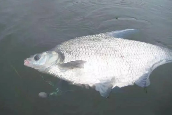 军鱼的垂钓时间，春秋季节是最佳时期