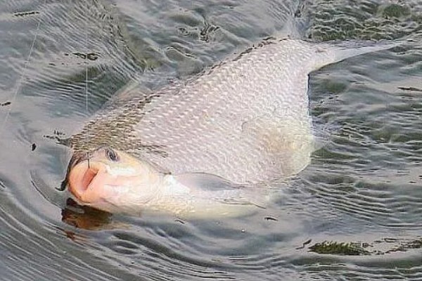 军鱼的垂钓时间，春秋季节是最佳时期