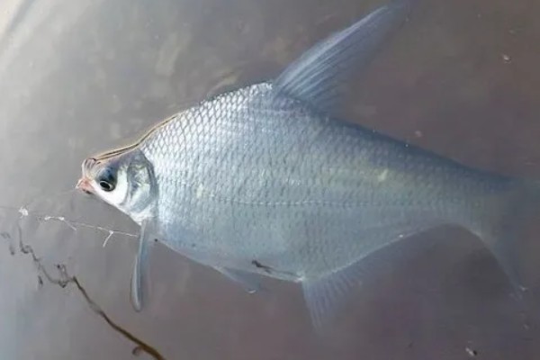 军鱼的垂钓时间，春秋季节是最佳时期