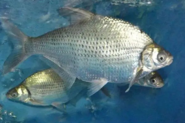 军鱼的垂钓时间，春秋季节是最佳时期