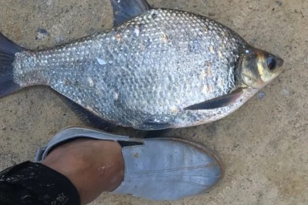 军鱼的垂钓时间，春秋季节是最佳时期