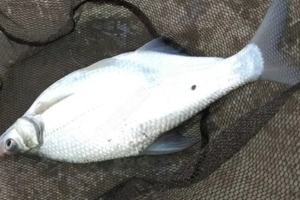 军鱼的垂钓时间，春秋季节是最佳时期