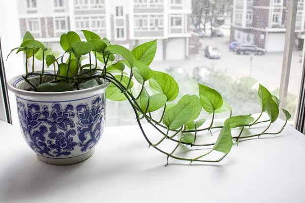 绿萝喜阳吗，不是很喜欢阳光的植物