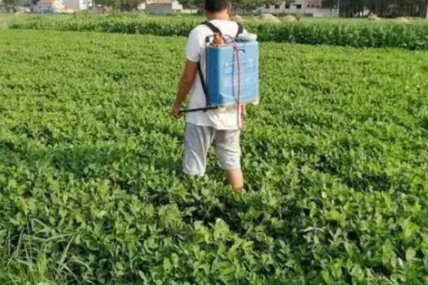 硼肥的施加时间，作为追肥时在开花前喷施为佳