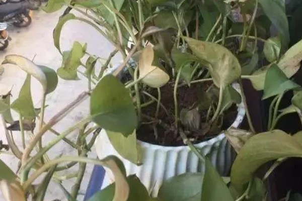 绿萝喜阳吗，不是很喜欢阳光的植物