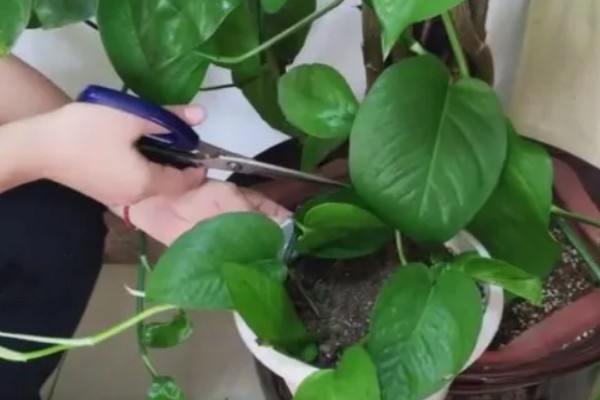 绿萝喜阳吗，不是很喜欢阳光的植物