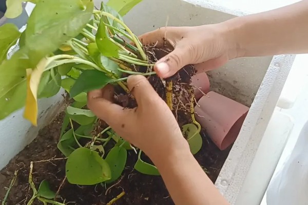绿萝喜阳吗，不是很喜欢阳光的植物