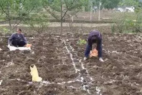 硼肥的施加时间，作为追肥时在开花前喷施为佳