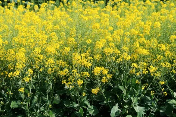 油菜开花打什么药可丰产，开花期时可追施磷、钾肥