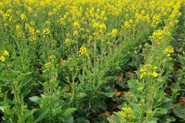油菜开花打什么药可丰产，开花期时可追施磷、钾肥