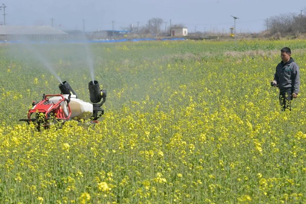 油菜开花打什么药可丰产，开花期时可追施磷、钾肥