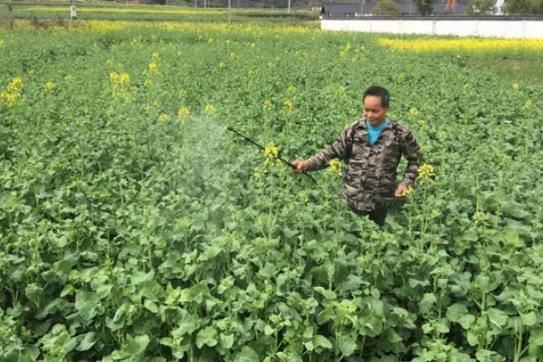 油菜开花打什么药可丰产，开花期时可追施磷、钾肥