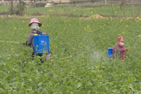 油菜开花打什么药可丰产，开花期时可追施磷、钾肥