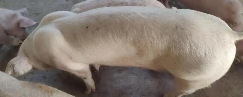 猪流感和非洲猪瘟的区别，传播速度和死亡率不同