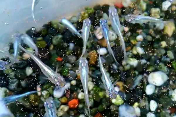 青鳉鱼多长时间繁殖一次，每年可以繁殖多次