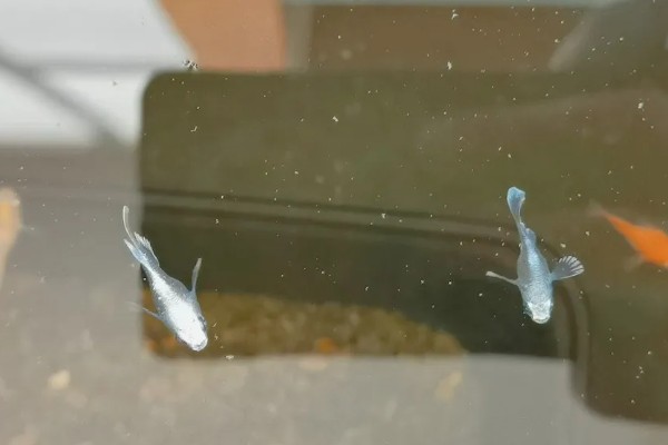 青鳉鱼多长时间繁殖一次，每年可以繁殖多次