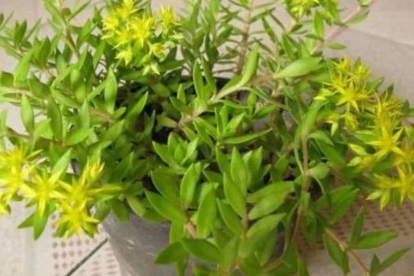 垂盆草是否有毒，属于无毒植物可以放心养护