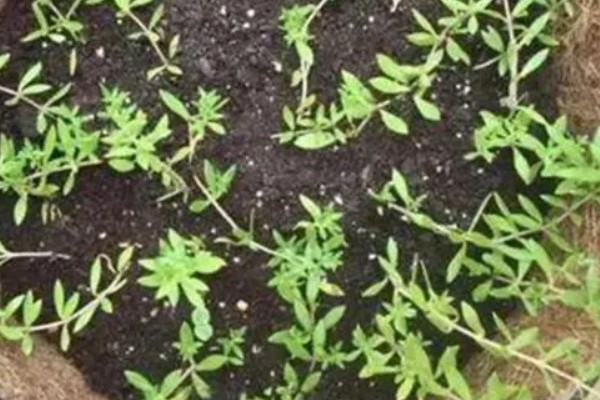 垂盆草是否有毒，属于无毒植物可以放心养护