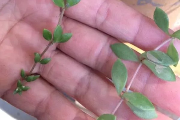 垂盆草是否有毒，属于无毒植物可以放心养护