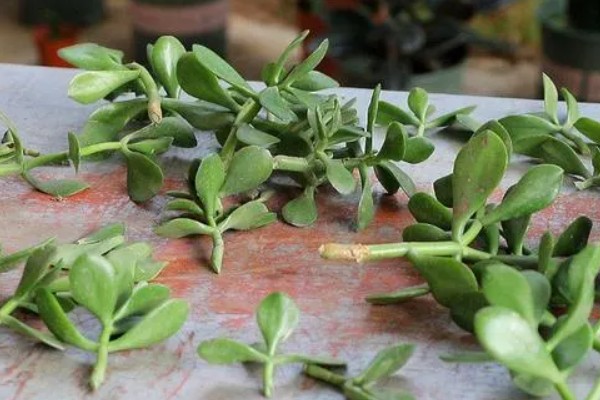 垂盆草是否有毒，属于无毒植物可以放心养护