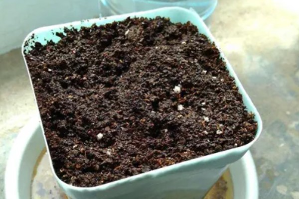 垂盆草是否有毒，属于无毒植物可以放心养护