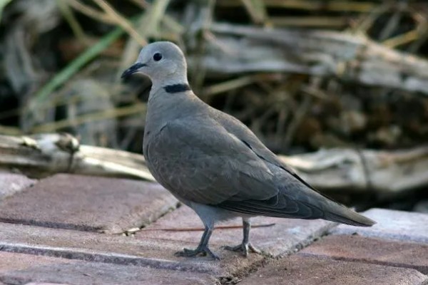 灰斑鸠吃什么,以各种植物果实与种子为食