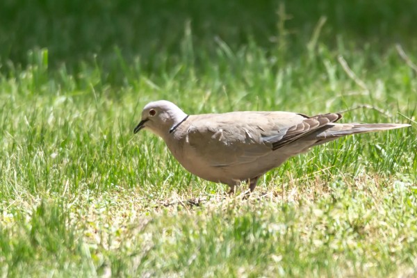 灰斑鸠吃什么,以各种植物果实与种子为食