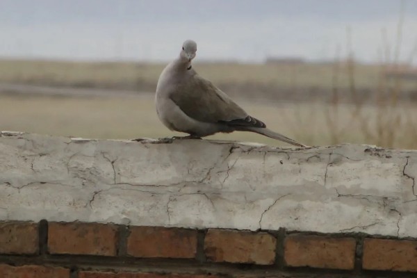 灰斑鸠吃什么,以各种植物果实与种子为食