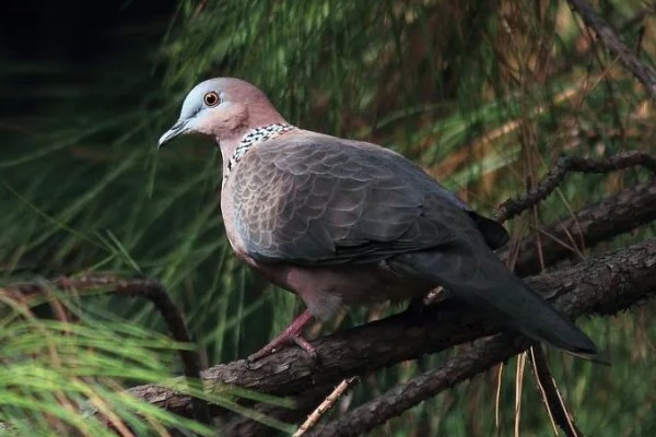 灰斑鸠吃什么,以各种植物果实与种子为食