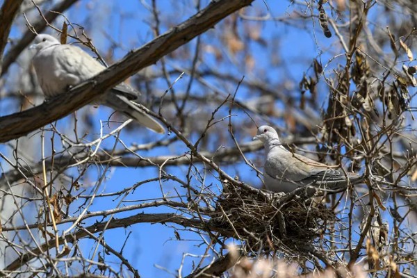 灰斑鸠吃什么,以各种植物果实与种子为食