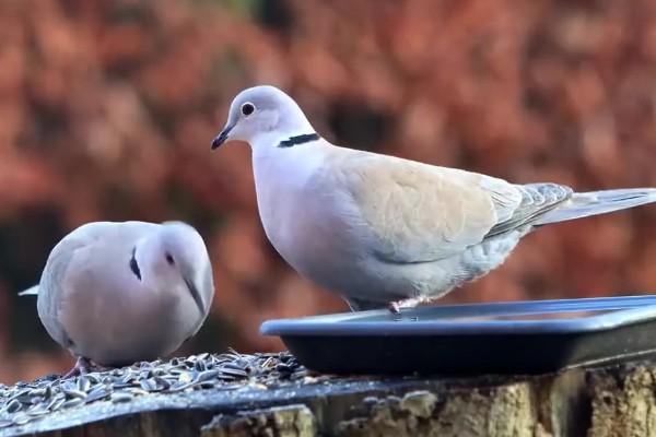 灰斑鸠吃什么,以各种植物果实与种子为食