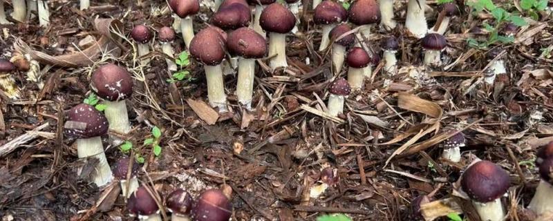 种一亩大球盖菇需要投资多少钱，约为15000元