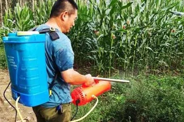 防治玉米粘虫用什么药，敌杀死、功夫乳油等药物具有防效