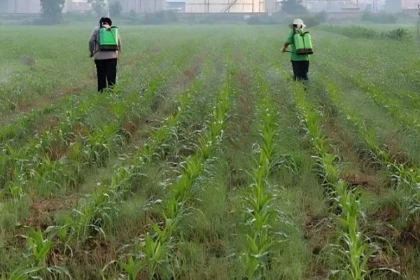 防治玉米粘虫用什么药，敌杀死、功夫乳油等药物具有防效