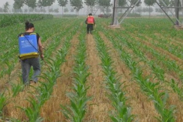 防治玉米粘虫用什么药，敌杀死、功夫乳油等药物具有防效