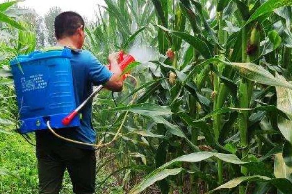 防治玉米粘虫用什么药，敌杀死、功夫乳油等药物具有防效