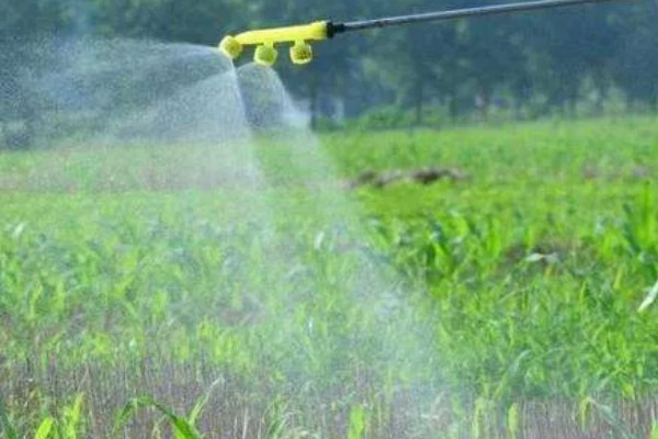 防治玉米粘虫用什么药，敌杀死、功夫乳油等药物具有防效