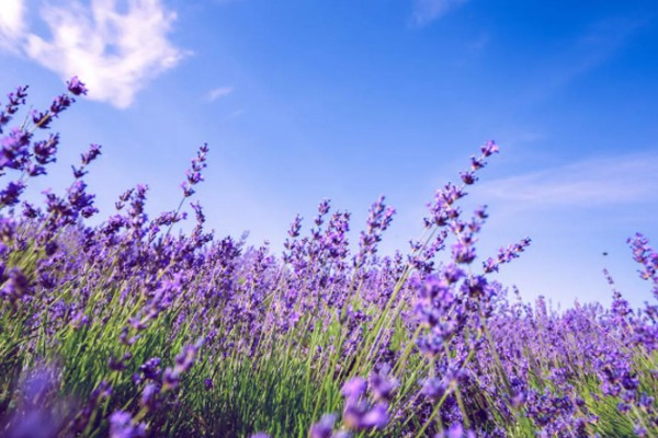薰衣草的花语，寓意等待爱情、甜蜜恋爱等