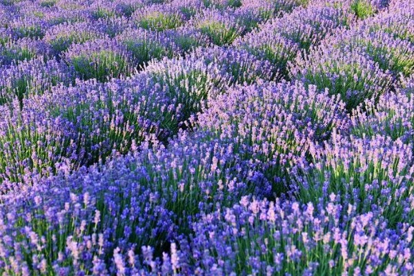 薰衣草的花语，寓意等待爱情、甜蜜恋爱等