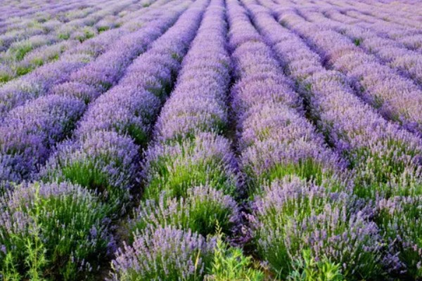 薰衣草的花语，寓意等待爱情、甜蜜恋爱等