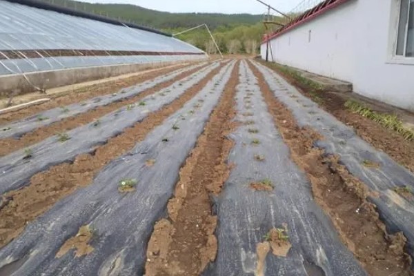 冬天怎么管理草莓，扣棚后把湿度保持在55%左右