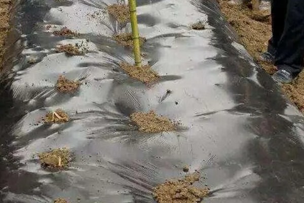 冬天怎么管理草莓，扣棚后把湿度保持在55%左右