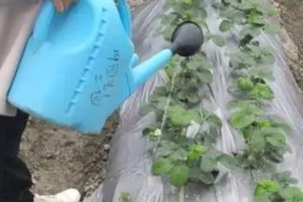 冬天怎么管理草莓，扣棚后把湿度保持在55%左右