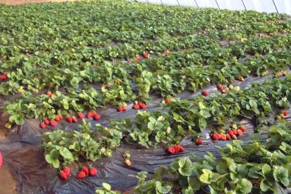 冬天怎么管理草莓，扣棚后把湿度保持在55%左右